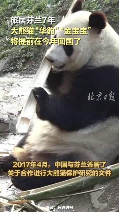 今晚澳门9点35分开奖实用性解读和4旅日大熊猫将回国与旅日20年熊猫将回国 视频