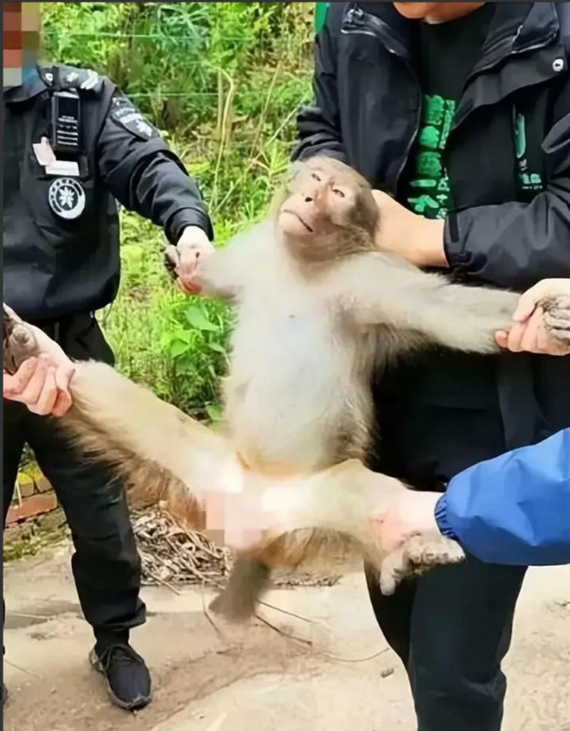 2022年澳门开奖结果和车钥匙逗猴被猴抢走与猴子车钥匙