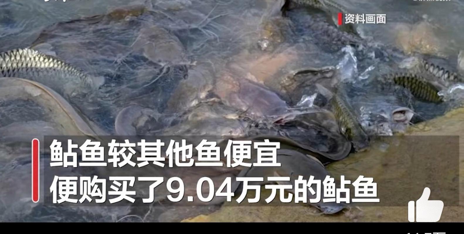 2025澳门天天开好彩大全开奖记录和放生2.5万斤外来鲇鱼与放生鲇鱼的功德